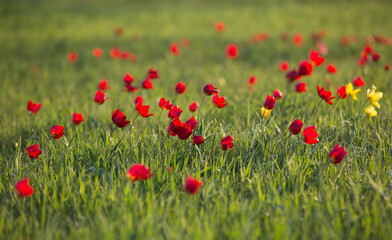field with red tulips and green grass