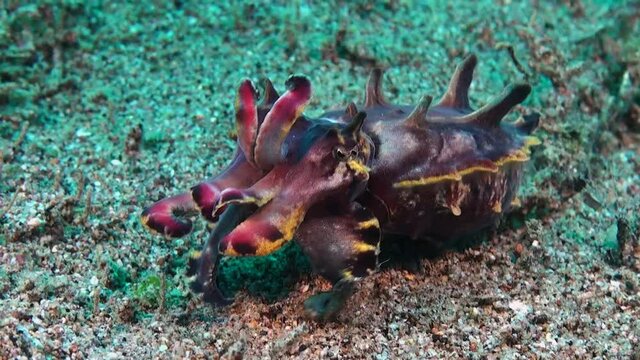 Close up of Flamboyant Cuttlefish changing colors while walking over sandy reef
