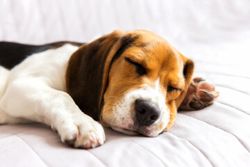 Beagle Dog Sleeping In The Bed