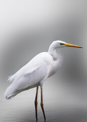 Close-up of a white heron with a nice background in defocused gray tones