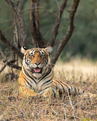Wild female royal bengal female tiger resting in natural green background at ranthambore national park or tiger reserve rajasthan india - panthera tigris tigris