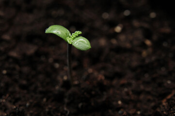 Cannabis sprout close-up isolated on black background. Fresh young marijuana leaves grows in soil, flat lay. Growing concept.