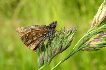 Pyrgus 