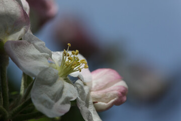 bud of a flower