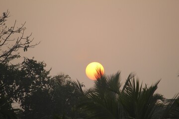 Wonderful sunset, behind coconut leaves