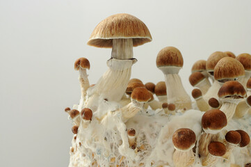 Psychedelic psilocybin  mushrooms Golden Teacher on mycelium block, close-up. Psilocybe Cubensis...