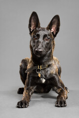 lovely dutch and belgian shepherd malinois crossbreed dog lying down on the floor in a studio on a grey background