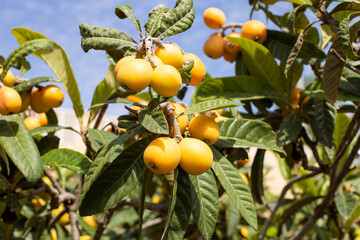 Medlar fruits ripening on the tree, also known as Nispero or Japanese Loquat in the sun in spain