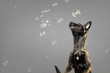 lovely dutch and belgian shepherd malinois crossbreed dog catching soap bubbles in a studio on a...
