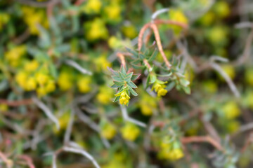 Spiny spurge
