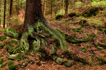 deep forest and view on pine and conifer trees roots