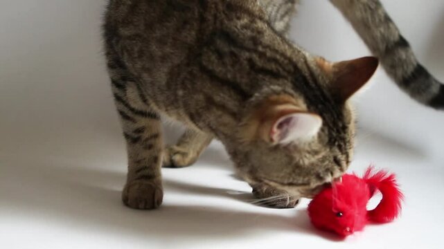The cat plays with a red toy mouse on a white background, grabs it with its paw. A fur toy for a pet with catnip.