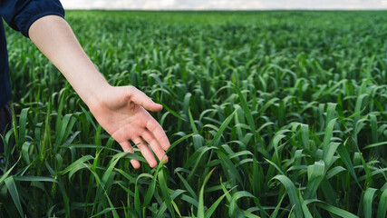 Young green wheat field. Close-up of man hand touching wheat Ears. Rich harvest Concept. Farmer or agronomist checks the crop.