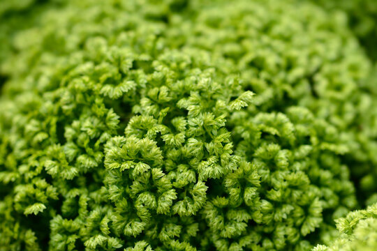 Meadow Spikemoss