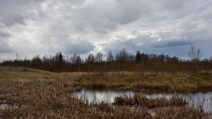 Obraz premium A swampy pond on a wild meadow overgrown with old grass and shrubs against the background of a mixed spring forest on a dark cloudy day under a sky with thunderclouds.