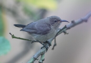 Fototapeta premium small sunbird sitting on the branch of a lemon tree in a garden