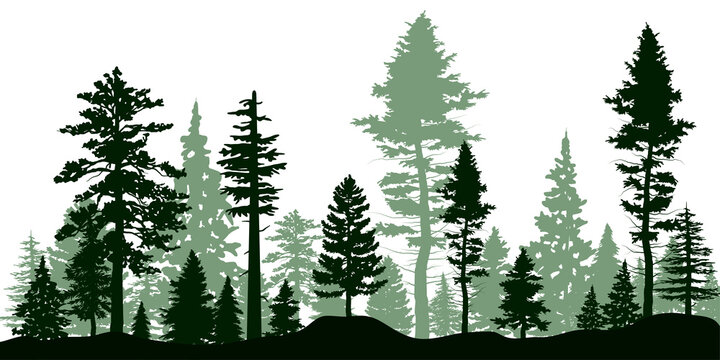 vector illustration with high pines in fir trees Landscape of isolated trees on white background.
