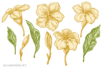 Vector set of hand drawn pastel allamanda © Sad