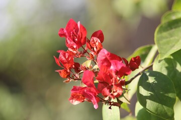Cherry blossom flowers blooming on a tree Photo
