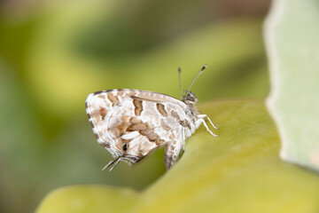 Obraz premium Butterfly in spring perched on a flower in a garden with green and difuse plants