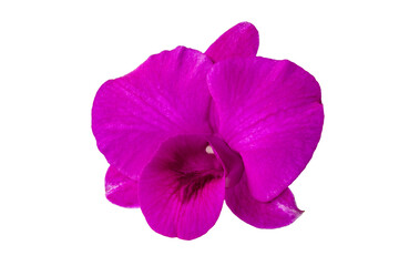 Pink orchid isolated on white background for di-cut design art work.
