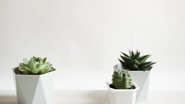 Care for indoor plants. A hand with a spray gun sprays potted flowers at home in a white interior, picks up and rearranges the pots.