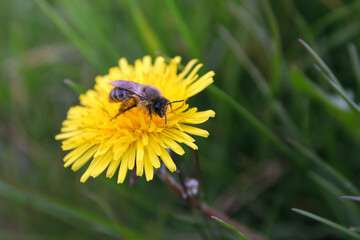 löwenzahn blüte mit biene