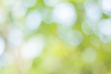Fototapeta premium green bokeh background