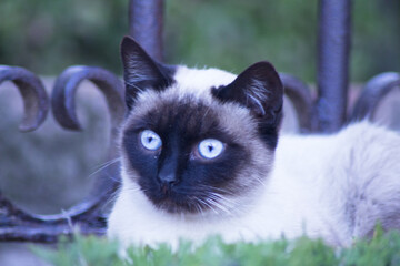 Siamese cat with blue eyes lying on the street