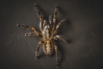 beautiful big spider beige belly and black legs with purple spots on a black background macro shot