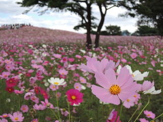 コスモスの花畑　pink cosmos flower field under blue sky