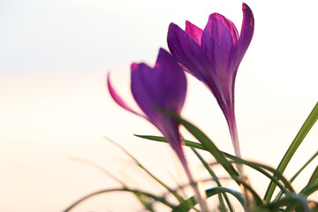 Fototapeta premium Fresh purple crocus flowers growing in spring morning