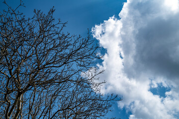 cime d'un arbre sans feuilles sur fond de ciel bleu et nuages blanc