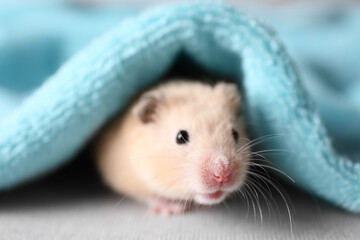 Adorable hamster under soft light blue towel