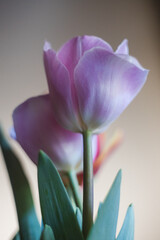 tulip macro
