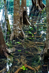 natural blue pond in the middle of mangrove forest