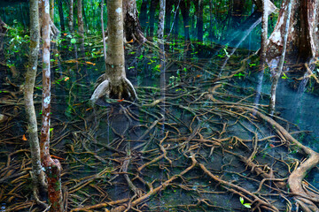 Obraz premium natural blue pond in the middle of mangrove forest