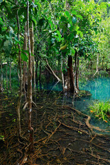 Obraz premium natural blue pond in the middle of mangrove forest