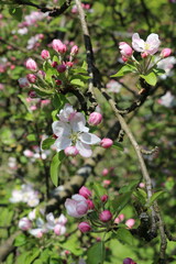 apple tree blossoms in different shades of pink
