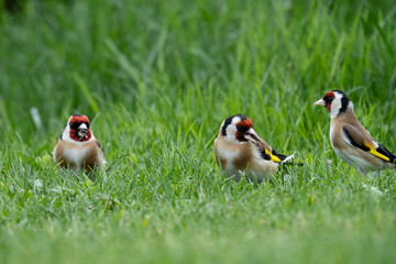 a group of goldfinches, carduelis carduelis, on the green lawn in spring