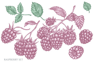 Vector set of hand drawn pastel raspberry
