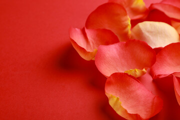 Beautiful fresh rose petals on red background, closeup. Space for text