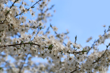 Cherry tree with white blossoms against blue sky. Spring season