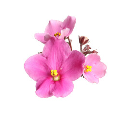 Obraz na płótnie Canvas Pink violet flowers isolated on white. Delicate house plant
