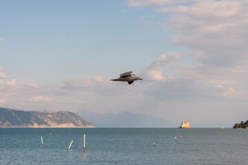 Fototapeta na wymiar seagull flying in the gulf of la spezia