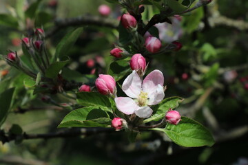 Obraz na płótnie Canvas white and pink apple blossoms with a dark background