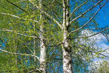 Fototapeta premium White birch trees against the blue sky in the early morning.