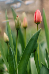 young red tulips