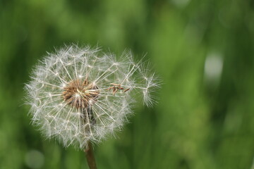 dandelion clock with seeds ready to blow away