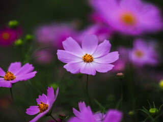 Fototapeta premium flowers in the garden